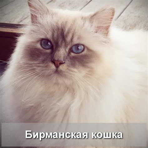 Бирманская полудлинношерстная кошка - Про Питомца