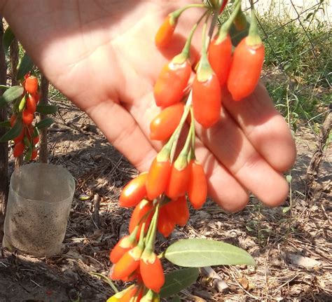 Goji Puieti. Продаём саженцы Годжи -Lycium barbarum Тибетский вид ...