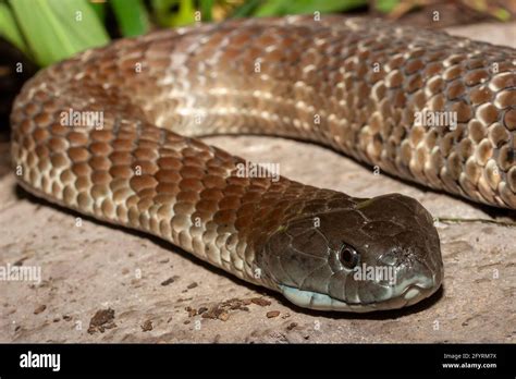 Highly venomous Australian Eastern Tiger Snake Stock Photo - Alamy