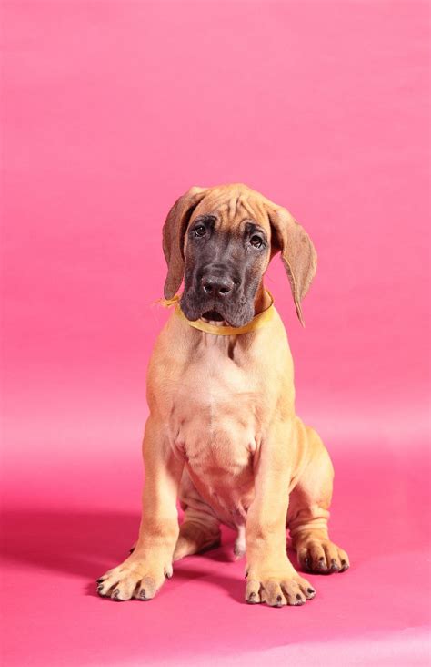 Unique Names for Great Dane Puppies: Great Dane Names You Need to Know ...