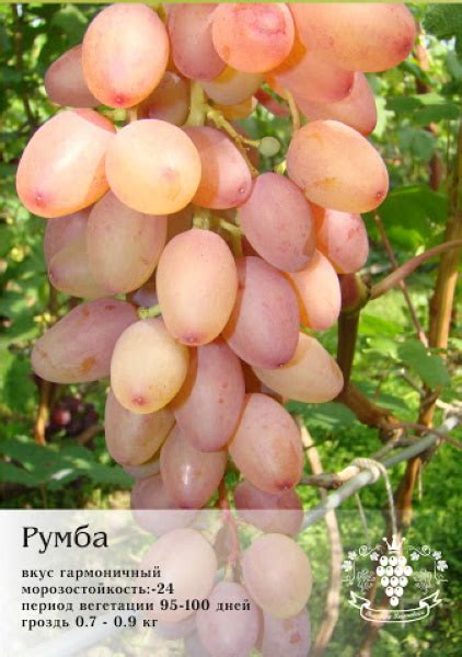 Виноград Румба. Описание сорта, фото, отзывы