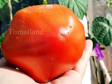 Томат Граненое говяжье сердце: описание сорта, отзывы, фото tomatland.ru