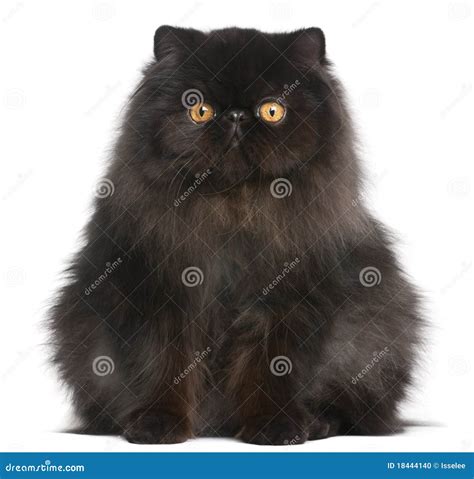 Black Persian Mix