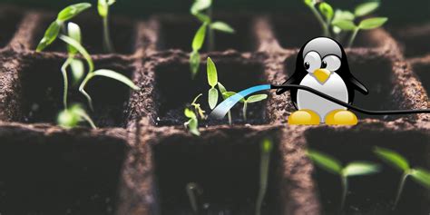 Behind the Beauty: The Zebra Plant That Uses You in Surprising Ways