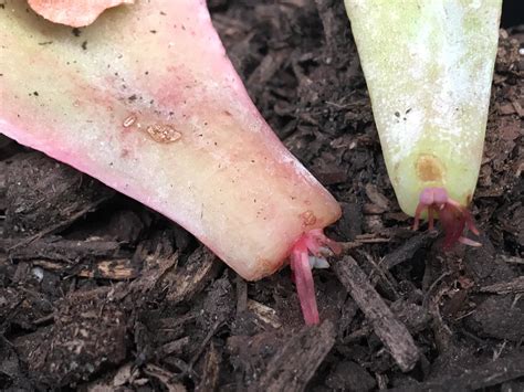 So excited!!! Two of my props are growing little ones! :-) : r/proplifting