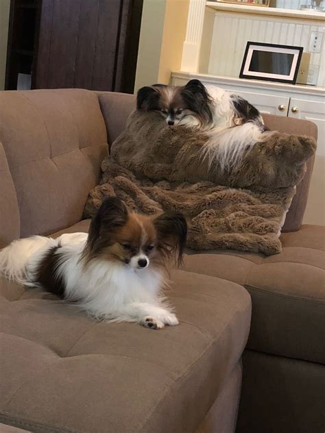 Papillon Dog Puppy 7