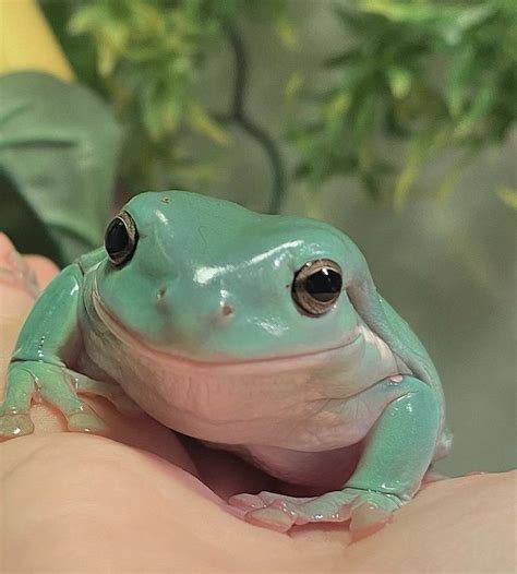Animal symbolism frog meaning – Artofit