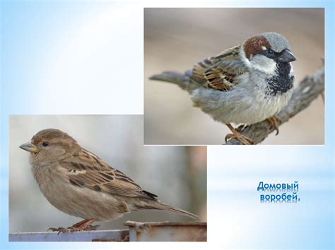 Удивительная птица – воробей! Сочинение - online presentation