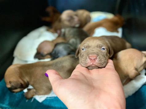 Newborn Blue Nose Pitbull Puppies