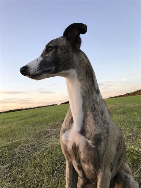 longneck regal  sob rlongboyes