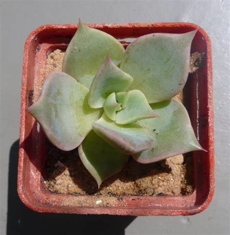 Echeveria Madiba — Cactus-shop
