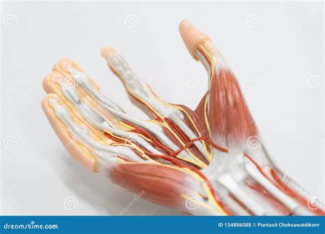 The Anatomy Of A Palm Tree Frond: A Guide To Its Unique Structures ...