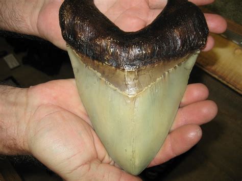 Giant fossil Megalodon shark tooth | Backside of a fossil sh… | Flickr