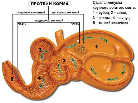 Основы оценки питательности кормов - презентация онлайн