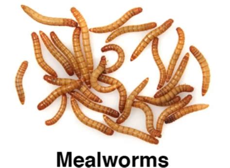 Mealworm - Weekly - Reptile Live Food - Buzzard Reptile