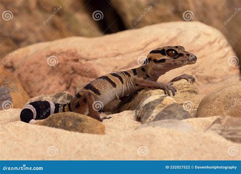 Chinese Tiger Gecko, Goniurosaurus Araneus Stock Photo - Image of ...