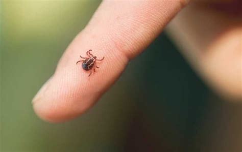 Wood Ticks vs Deer Ticks | Blog | Miche Pest Control