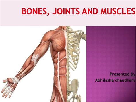 Bones, muscles and joints