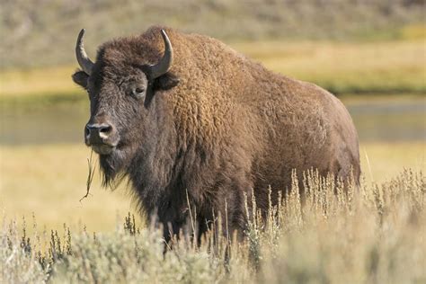 12 Facts About Bison - Facts.net