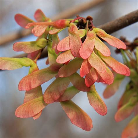 red maple food forest nursery