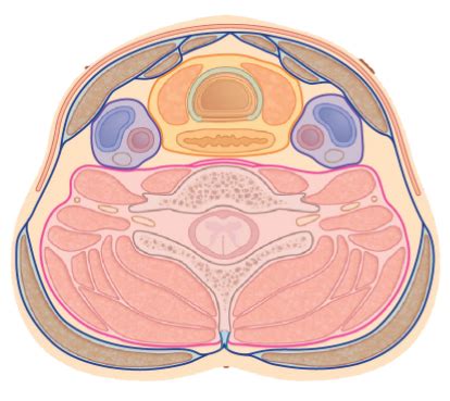 diagram  neck internal structures quizlet