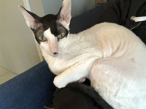 Pin by Carol Van Drie on The Elegant Cornish & Devon Rex | Cornish rex