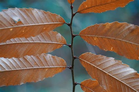 Premium Photo | The beautiful brown tree leaves in the nature