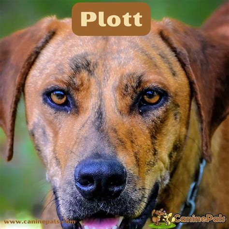 Plott - Canine Pals