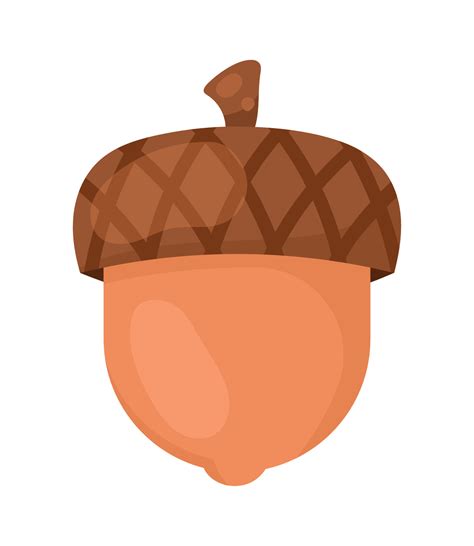 acorn nut seed 11441770 Vector Art at Vecteezy