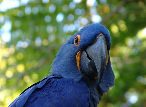 blue color parrot
