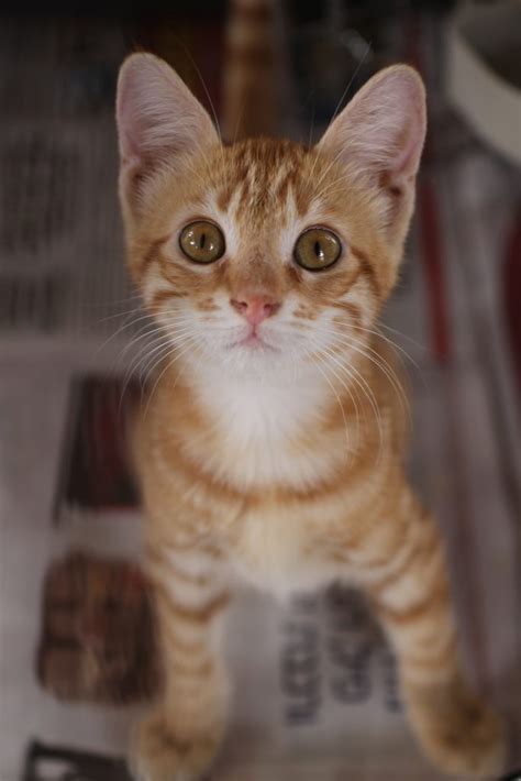 Кошки на усыновление — Shelter Diary