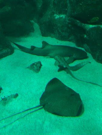 Aquarium La Rochelle - 2020 All You Need to Know BEFORE You Go (with Photos) - TripAdvisor