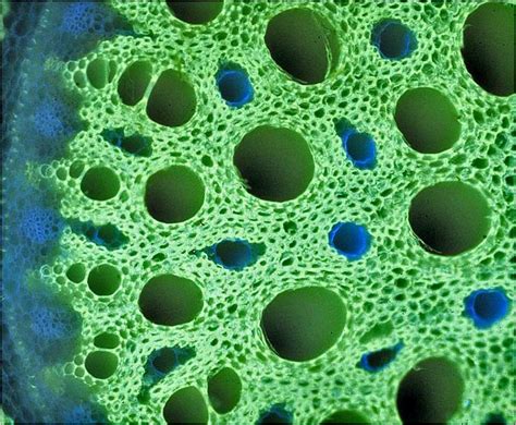 17 Best images about Plant Cells on Pinterest | Photosynthesis, Solar ...