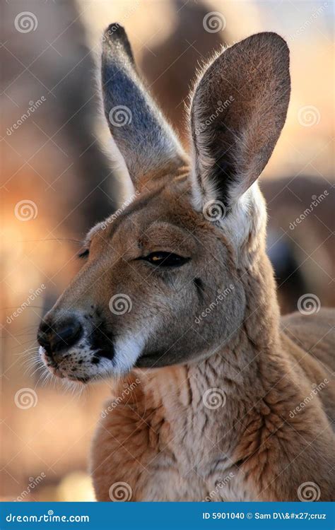 Red Kangaroo-Australia Royalty-Free Stock Photography | CartoonDealer ...