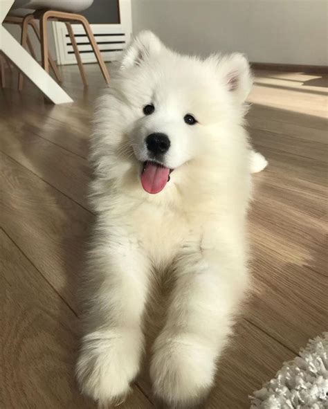 Samoyed Smiling for the Camera
