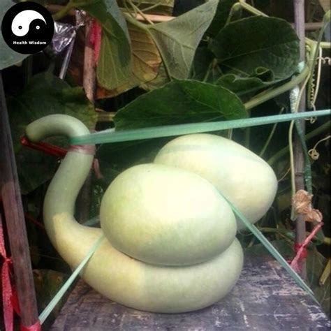 Buy Calabash Gourd Semente 20pcs Plant Melon Vegetable Swan Bottle ...