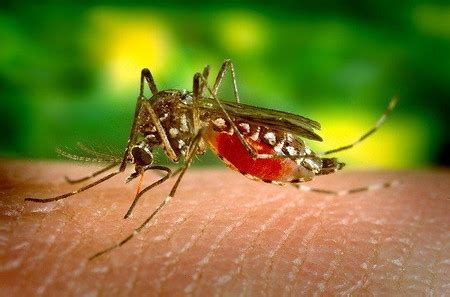 Bintik merah DBD, kenali ciri-cirinya agar tak keliru dengan campak