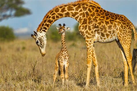 7,053 Baby Giraffe Stock Photos - Free & Royalty-Free Stock Photos from ...