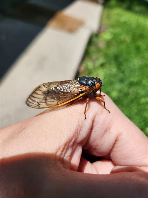 Cicadas Illustrated 2: IL Residents Seeing Little Insects Everywhere