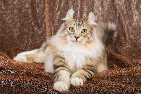 20 Mixed Cat Breeds : Best Mixed Breed Cat's Profile, Characteristics ...