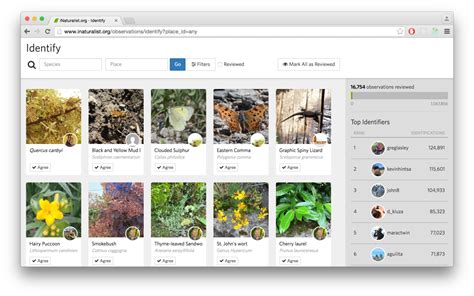 Identify · iNaturalist
