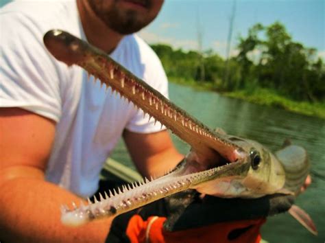 √ Sturgeon Fish Teeth | Fischlexikon