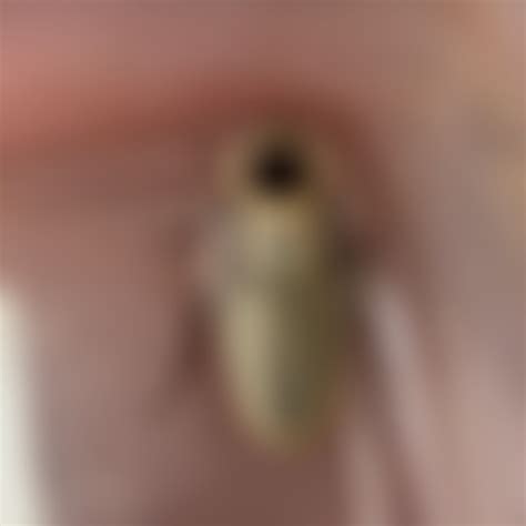 Identification? Found mixed with my dubias : r/roaches