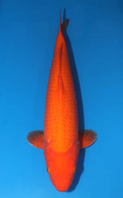 Maruhiro Koi Farm Archives - Kodama Koi Farm