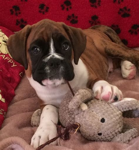 Adorable Boxer Puppy