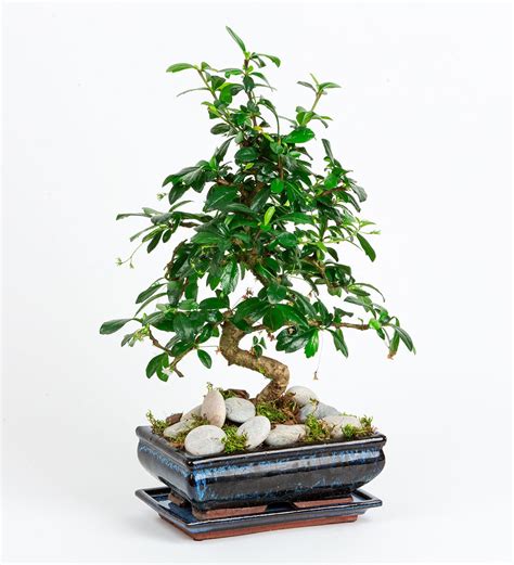 Zelkova Bonsai | Arena Çiçekçilik