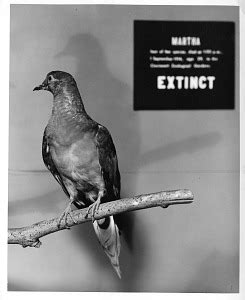 The Passenger Pigeon | Smithsonian Institution