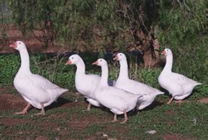 Embden Geese for Sale Online, Buy Embden Goose Online, Where Do I Order ...