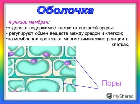 Презентация на тему: "БИОЛОГИЯ Фролова Татьяна Геннадьевна, учитель ...