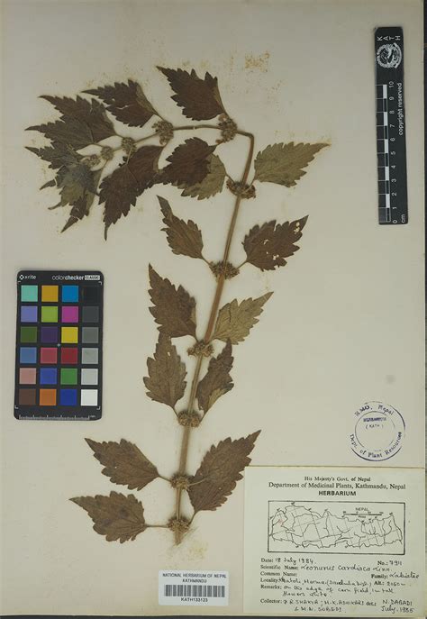 Plant Database System | Herbarium & Plant Laboratories (KATH)
